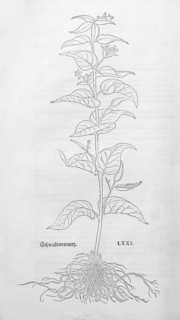 Common swallow-root (Vincetoxicum hirundinaria), woodcut by Leonhart Fuchs, from New Kreüterbuch,