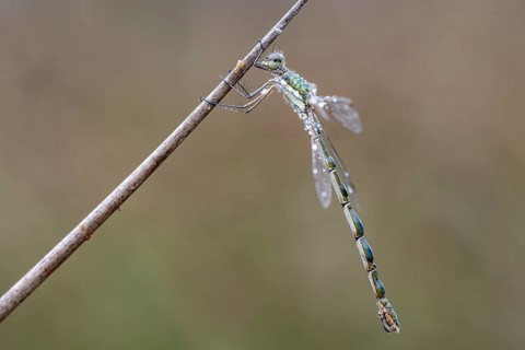Lestes virens (Lestes virens), Emsland, Lower Saxony, Germany