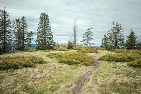 Ascent to Heugstatt, Bavarian Forest, Bavaria, Germany
