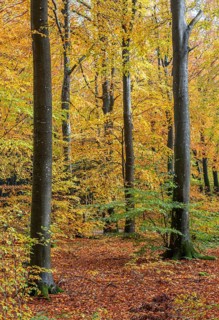 Colorful beech forest in Sankt Olof, Scania, Sweden, Scandinavia