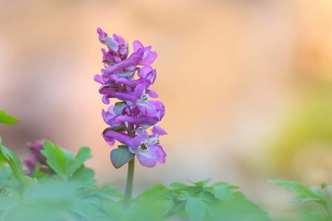 Hollow larkspur (Corydalis cava), flowering, Siegerland, North Rhine-Westphalia, Germany