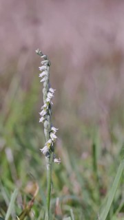 Autumn helleborine (Spiranthes spiralis), autumn helleborine, small orchids, very rare, flowering