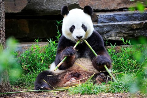 Giant Panda (Ailuropoda melanoleuca), adult feeding, Adelaide, South Australia, Australia, captive