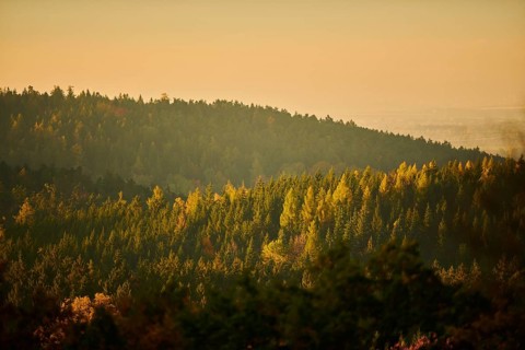 View over the trees and forest of the front bavarian forest in autumn near Wiesent, Upper