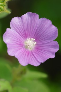 Crested summer mallow (Anoda cristata), flower, ornamental plant, North Rhine-Westphalia, Germany