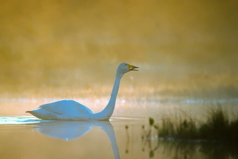 Whooper swan. Cygnus cygnus. Whooper swan crying. Kuusamo area. Finland
