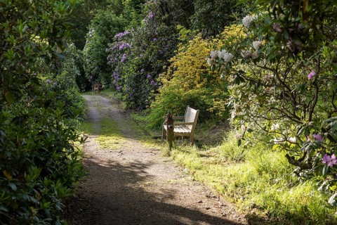 Rhododendron park, old rhododendrons in bloom, path and white bench in the castle park of