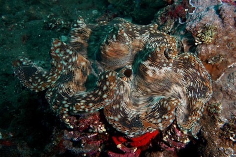 Giant clam, killer clam (Tridacna squamosa) with complex texture on the seabed shows fascinating