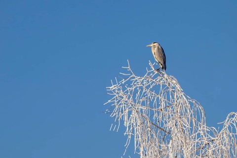 Grey heron (Ardea cinerea) sitting on the top of a tree, Schlitters, Tyrol, Austria
