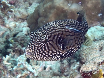 A dotted map pufferfish (Arothron mappa) swimming near corals with a cleaner fish, dive site Spice