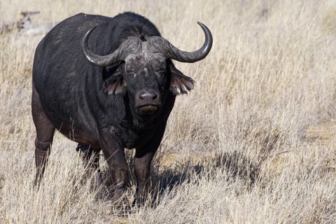 Cape buffalo (Syncerus caffer), adult male in tall dry grass, eye contact, savanna, Mahango Core