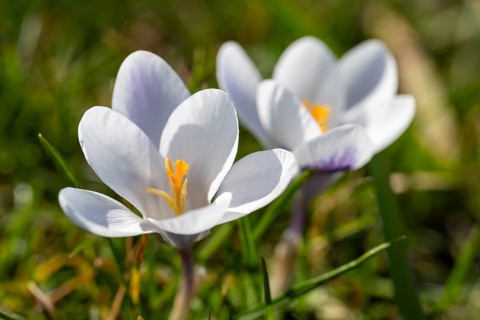 Two white flowering crocuses (Crocus), North Rhine-Westphalia, Germany