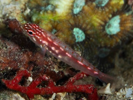 Small red-spotted fish, hairfin dwarf goby (Eviota prasites), dwarf goby, on a coral reef, dive