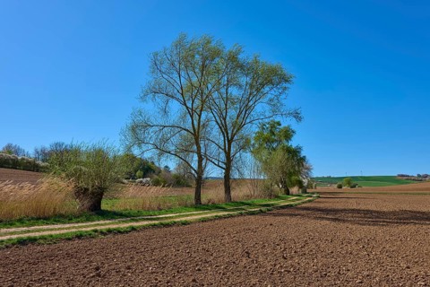 Landscape with country lane and trees under a clear blue sky, surroundings appear peaceful and