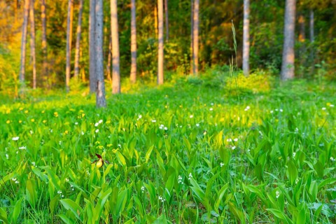 Red-brown lady's slipper (Cypripedium calceolus), orchid family, (Orchidaceae), mixed forest,