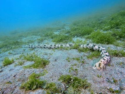 Long and patterned Feather mouth sea cucumber (Synapta maculata) lies on a sandy seabed covered
