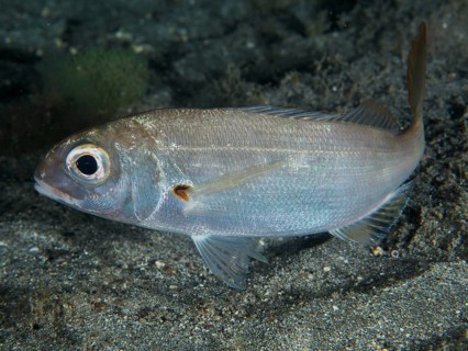 Close-up of a silver fish with large eye, red bream (Pagellus erythrinus), underwater, dive site