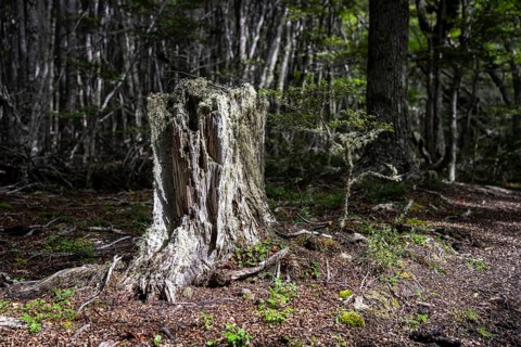 Tree stump along the Pampa Alta hiking trail, Tierra del Fuego National Park, National Route 3,