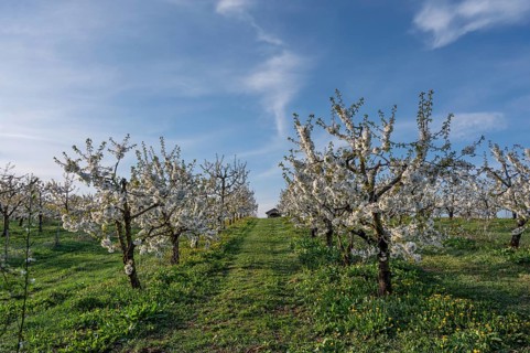 Young, flowering cherry trees of a plantation (Prunus avium), Franconia, Bavaria, Germany
