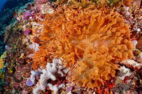 Colourful copper anemone (Entacmaea quadricolor) and corals in bright orange glow under water, dive
