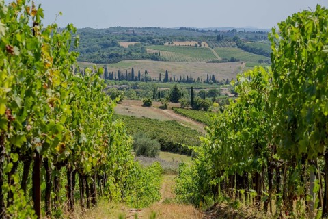 Tuscan landscape, country estate with vineyards, forests, olive trees and cypresses in Chianti,