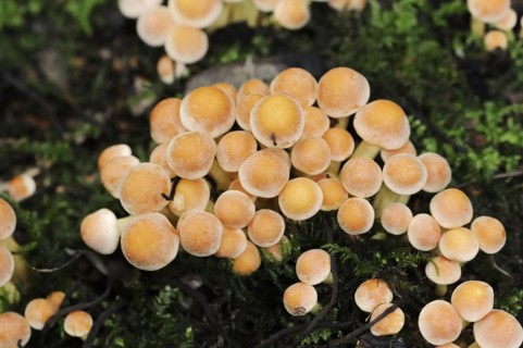 Brick Red Sulphur Head (Hypholoma lateritium, Hypholoma sublateritium), North Rhine-Westphalia,