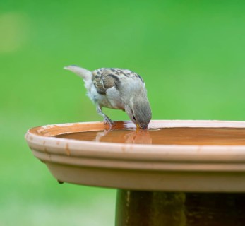 House sparrow (Passer domesticus) drinking water from a bird bath, Lower Saxony, Germany