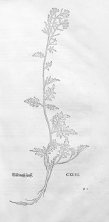 Wild cress, Rorippa sylvestris, woodcut by Leonhart Fuchs, from New Kreüterbuch, neues Kräuterbuch,