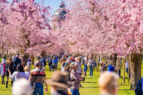 People walking under blossoming cherry trees along an avenue, cherry blossom garden, Schwetzingen