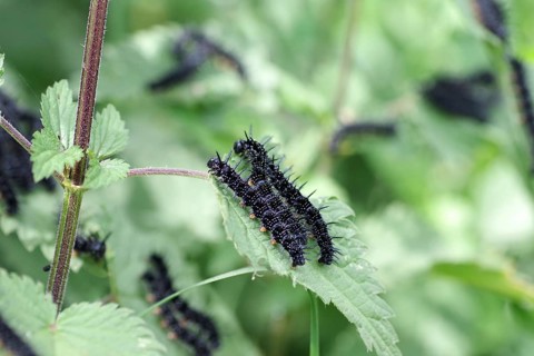 Caterpillars, european peacock (Aglais io), macro, butterfly, nettle, close-up of the black