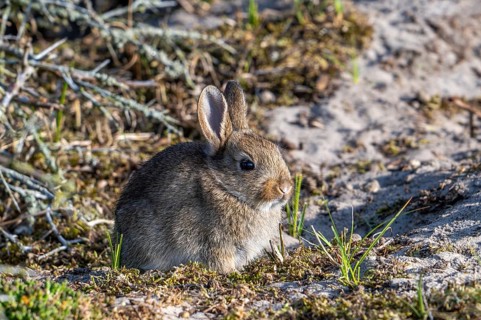 European rabbit, common rabbit, young, rabbit, rabbits, Oryctolagus cuniculus, European rabbits,
