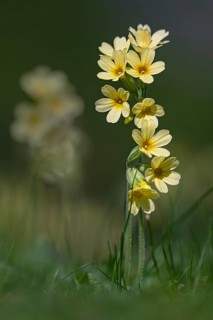 True oxlip (Primula elatior), Schwaz, Tyrol, Austria