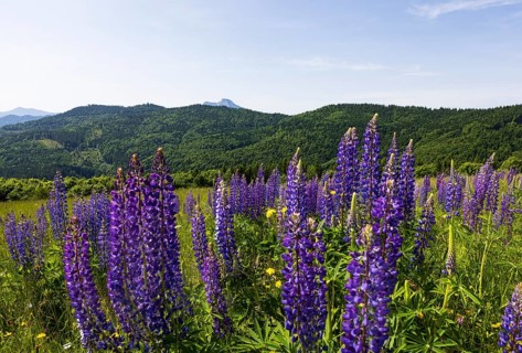 Lupines, Lupinus, Large-leaved lupin, Lupine meadow on the high alpine pasture in Mondseeland,