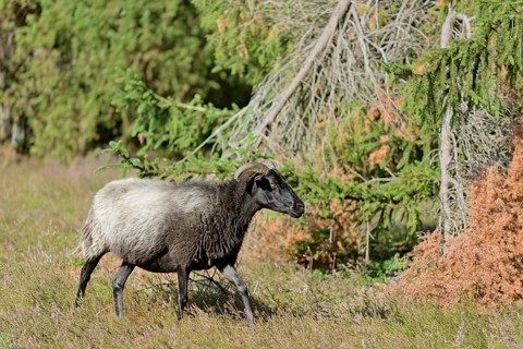Heidschnucke (Ovis aries), Bell Heather, Südheide Nature Park, Lüneburg Heath, Lower Saxony,