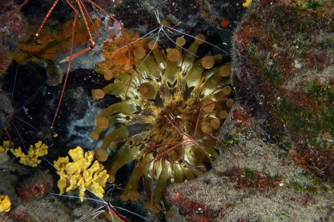 Club-tipped anemone (Telmatactis cricoides) with brown and yellow tentacles in a crevice. Dive site