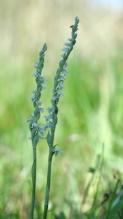 Autumn helleborine (Spiranthes spiralis), autumn helleborine, small orchids, very rare, flowering