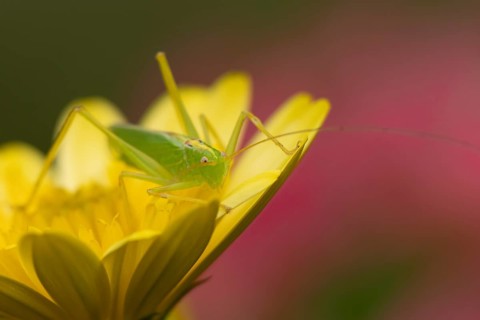 Oak bush cricket (Meconema thalassinum) adult insect on a garden yellow flower, England, United