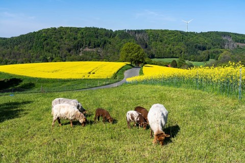 Sheep, lambs, on a field next to rape fields in full bloom, spring in the Elfringhauser Schweiz,