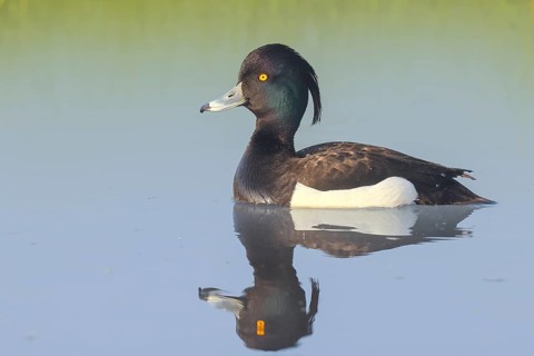 Tufted duck (Aythya fuligula), drake swimming on the water, wildlife, animals, birds, duck bird,