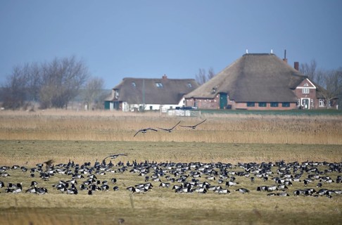 White-fronted Geese, Barnacle Geese, (Branta leucopsis) flying near Westerhever,