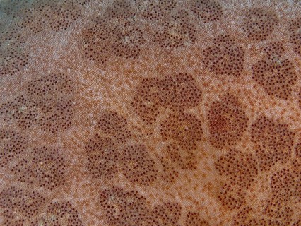 Detailed close-up of the structured surface of a starfish, granulated roller star (Choriaster