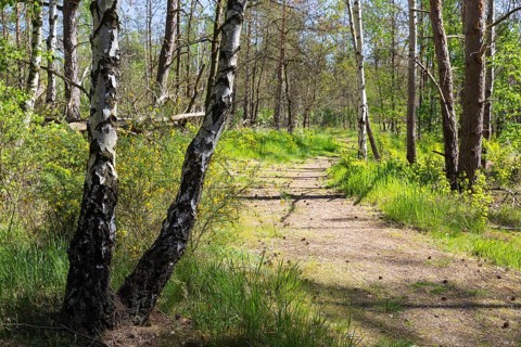 Heath trail through the Gohrischer Heide near Gröditz, Saxony, Germany