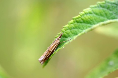 Common Grass-veneer (Crambus pratella), moth, macro, leaf, close-up of Common Grass-veneer sitting