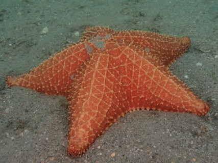 Red cushion sea star (Oreaster reticulatus), Blue Heron Bridge dive site, Phil Foster Park, Riviera