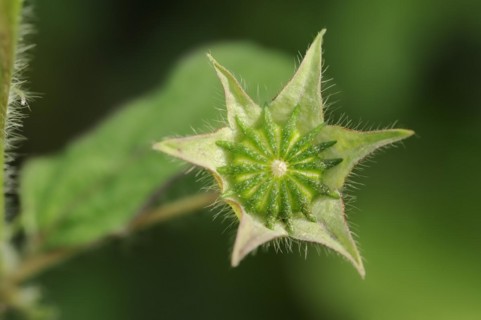 Crested summer mallow (Anoda cristata), fruiting stem, ornamental plant, North Rhine-Westphalia,