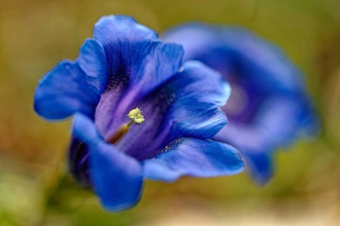 Stemless gentian (Gentiana clusii), Upper Bavaria, Bavaria, Germany
