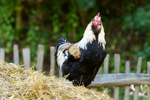 A rooster stands on a dung heap in front of a wooden fence in a natural environment, German Salmon