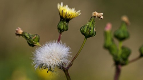 Marsh sowthistle (Sonchus palustris), macro, flower, Zingaro, national park, nature reserve,