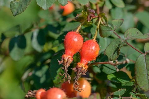 Shrub rose (Rosa 'Fenja'), district orchard, Federal Republic of Germany