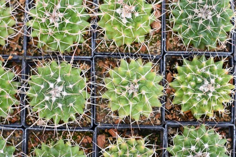 Many small 'Mammillaria Carnea' cactus plants in flower pot s